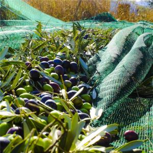 China 100% Virgin HDPE Olive Net, olive sack wholesale