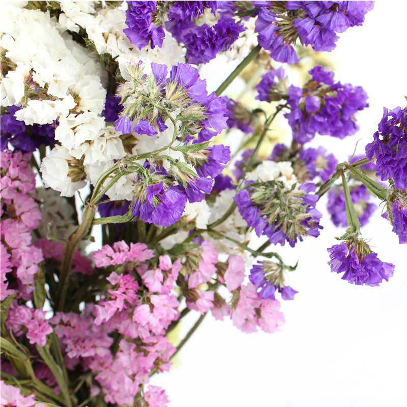 Forget Me Not Limonium Statice Flower , Everlasting Preserved Fresh Flower