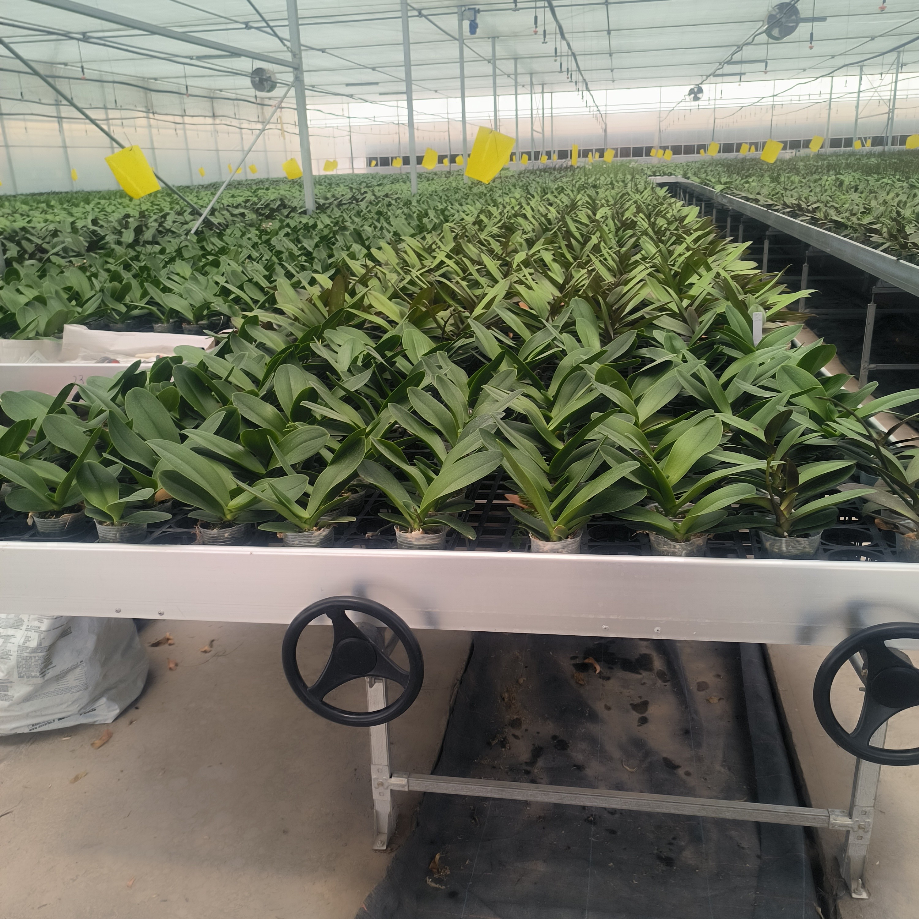 Agricultural Hydroponic Movable Grow Table Greenhouse Rolling Benches For Flower