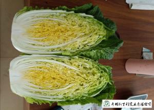 China Healthy All Season Cabbage , Chinese Green Cabbage No Putrefaction For Salad Factory wholesale