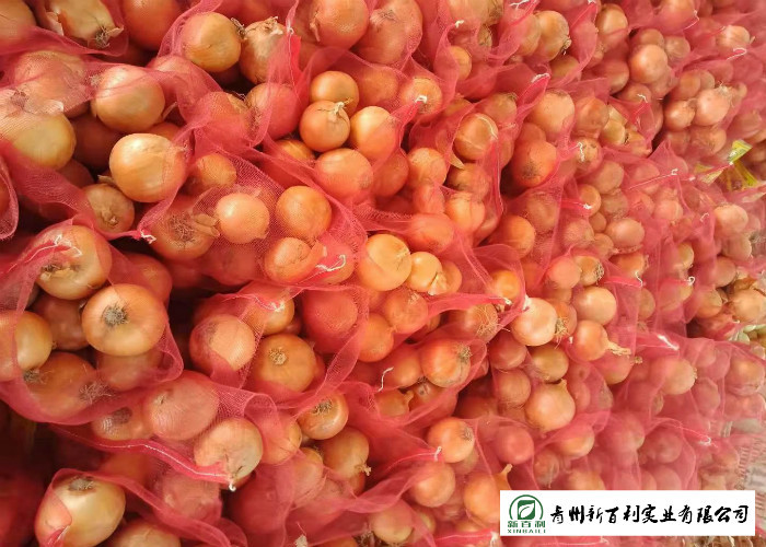 Matured Fresh Onions , Healthy Chinese Onion Outside Color Yellow / Red