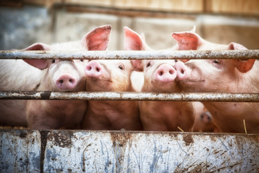 Enhance Animal Nutrition with Lysine Hydrochloride 98% Feed Grade Amino Acid Powder