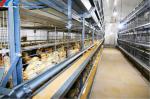 Broiler Chicken Cage Breeder Feeding System Easy Install