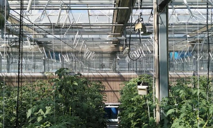 Metal Wire Greenhouse Galvanized Steel Hooks Vegetable Hanging Tomato M Hook With Pp Twine