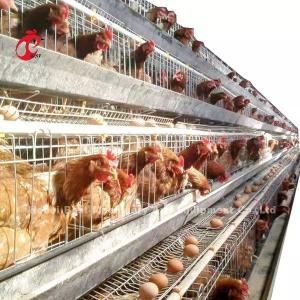 China A Type Layer Battery Cage System In 5000 Laying Eggs Chicken Farm Mia wholesale
