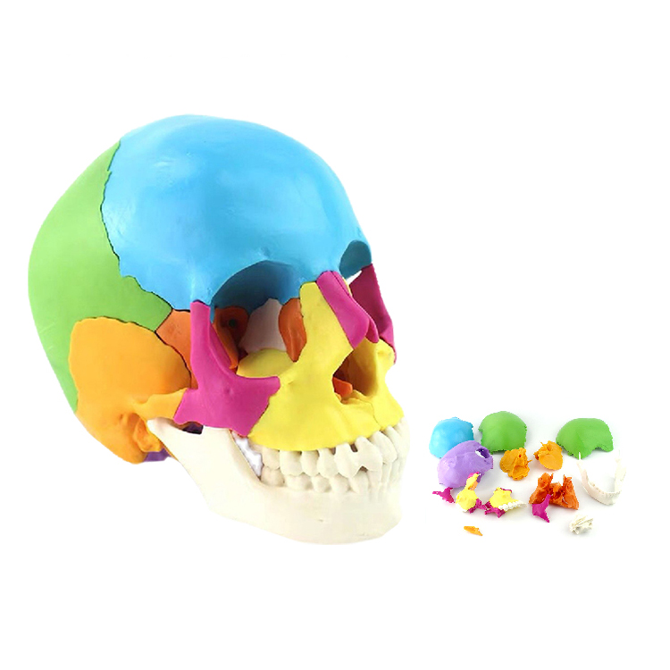 Disarticulated Human cranial 22 Parts cranial Model, Human Exploded cranial Model Adult Bone Color Life-Size