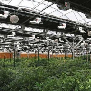 China Automatic Fully Light Deprivation Mushroom Polyhouse Blackout Greenhouse For Medical Herb wholesale