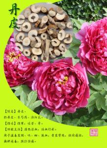 China Pure Natural 98% paeoniflorin paeonia lactiflora root extract powder wholesale