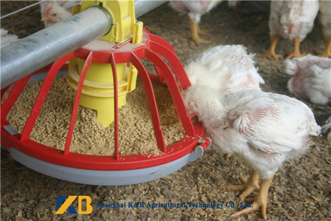 High Protein Fish Meals / Poultry Feed Supplements Maintain Normal Metabolism