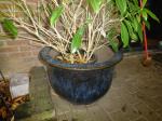 Ceramic Flower Pots Jun Pots