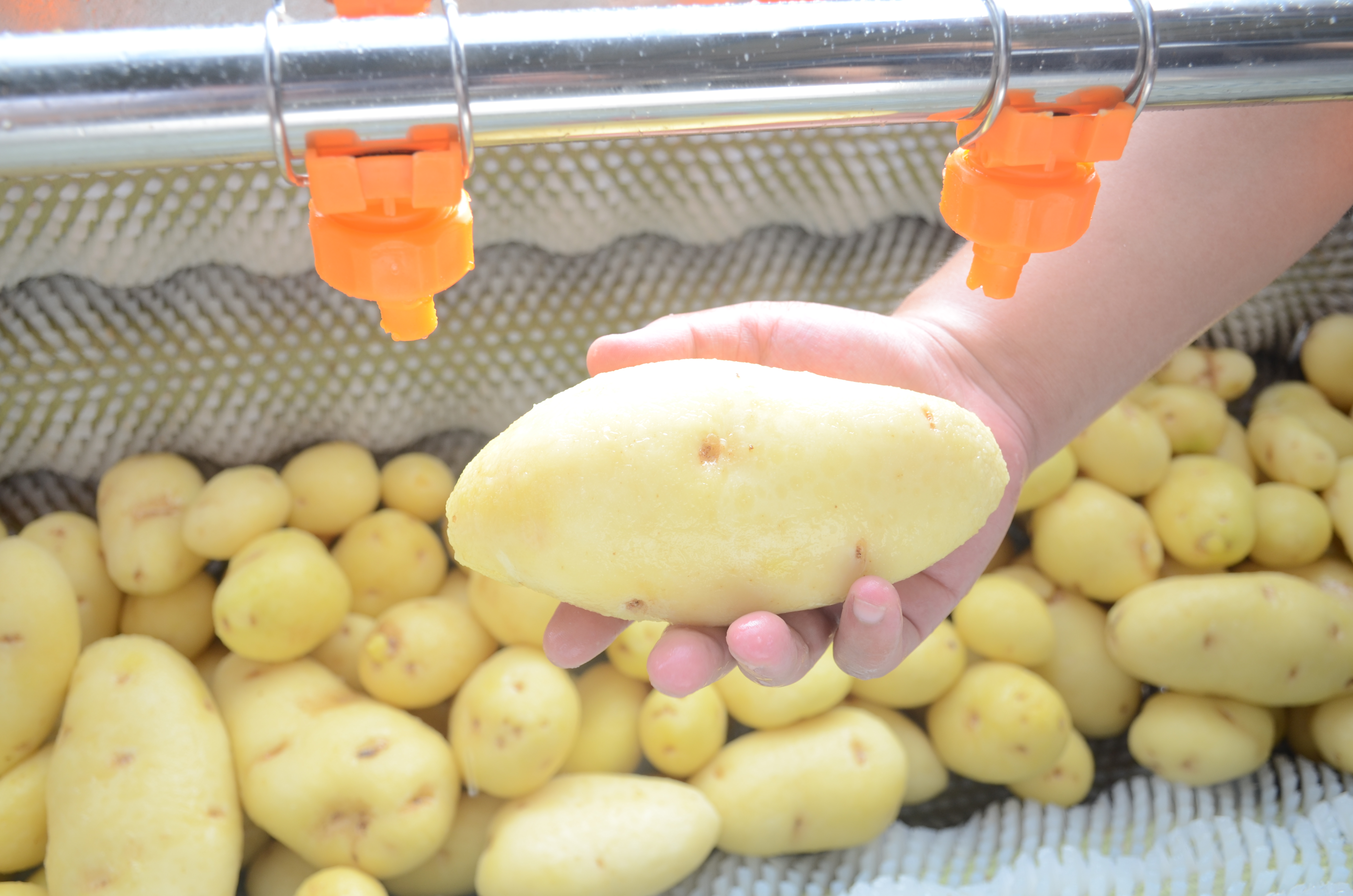 Onion Peeling Machine PLC 2000kg/H Ginger Garlic Skin Peeling Machine