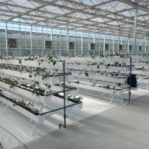China 9.6m 10.8m 12m span venlo prefab glass greenhouse indoor for vegetable hydroponic wholesale