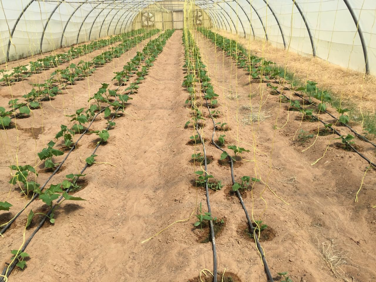 UV Treated High Strength Agricultue greenhouse Packing Rope Tomato tying Twine