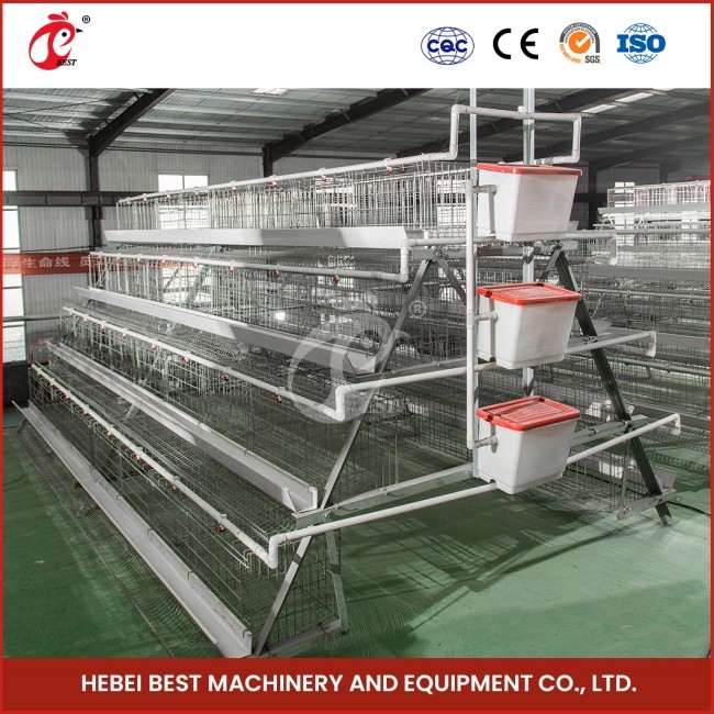 120 Chicken Wire Mesh Cage With Nipple Drinker And Cage Capacity Of 120 Star