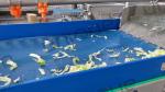 Vegetable Washing Machine 2200 KG for Leafy Greens Cutter and Commercial Fruit
