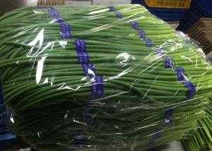 China Garlic Growing Green Stems Stalks Sprouts wholesale