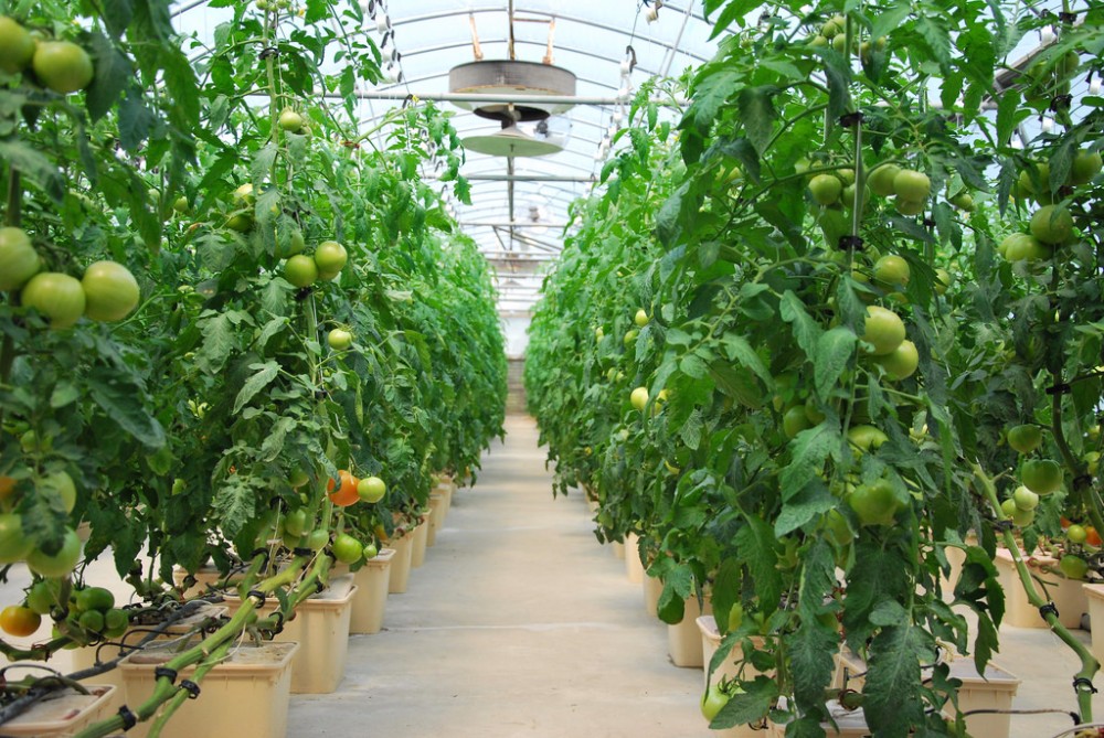 Industrial Greenhouse Hydroponic Vegetable Growing System with 11 liters Volume