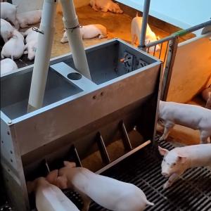 China Plastic Floor Livestock Farming Nursery Cage Stainless Steel 304 Feeder wholesale