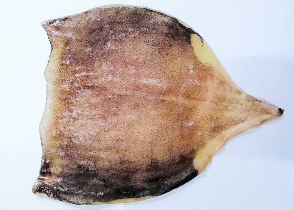Fresh Semi Dried Squid / Seasoned Squid Body 45% - 55% Moisture