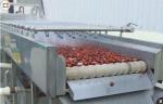 Automatic Ginger Washing Machine , Stainless Steel Vegetable Washing Equipment