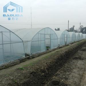 China Plastic Tunnel Single Span Greenhouse Agricultural For Strawberry wholesale