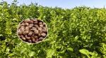 Brown Colorperilla Seed Natural Agricultural Products From Heilongjiang