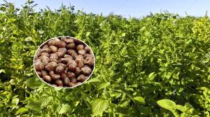 China Brown Perilla Seed Eco Friendly Agricultural Products As Traditional Condiment wholesale
