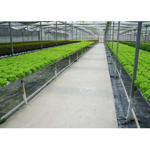 Commercial NFT Single Hydroponic System Growing Vegetable with Film Cover