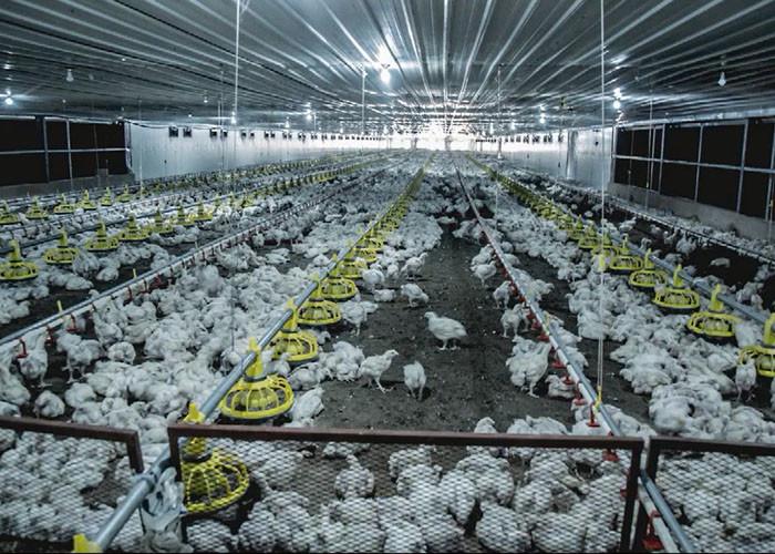 HI HOPE Chicken Farm Equipment 45cm Dia Pipe