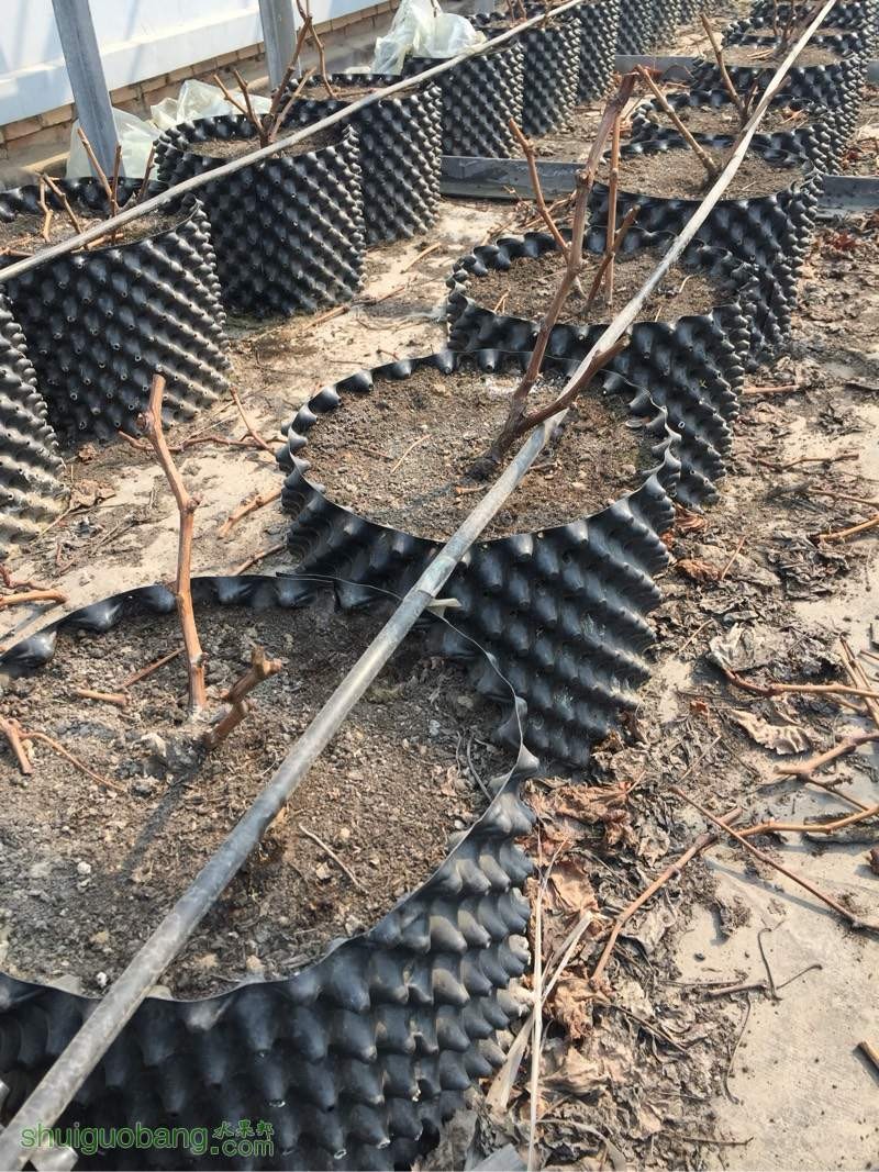 plastic planter pot root pot large gallon pot