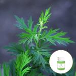 Natural Pure Artemisia Argyi Essential Oil Whole Body Massage Oil Whitening Spa
