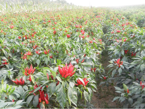 New Crop Stemless Japanese Dried Birds Eye Chilli Paprika A Grade