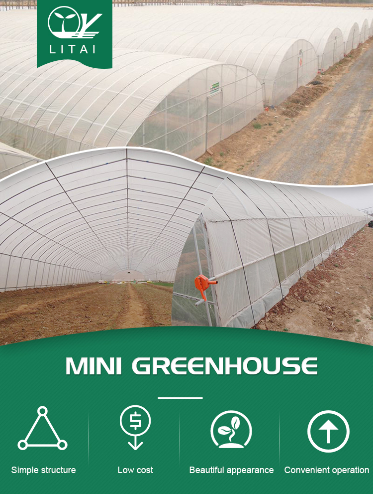 Single-Span Agricultural Greenhouses Solution for Growing Produce