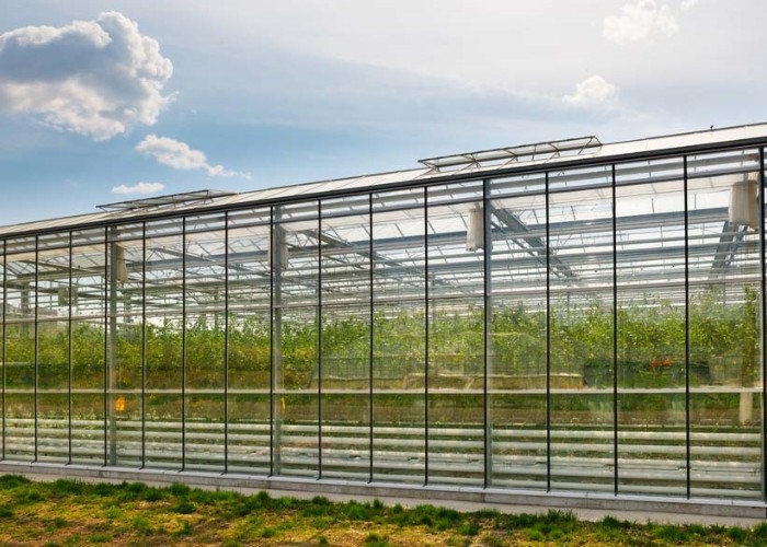 Water Production Agricultural Greenhouse Manufacturer Growing Hydroponic System Rooling Bench System