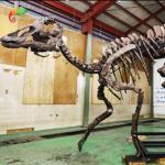 Waterproofing Jurassic World Replica Parasaurolophus Skeleton 15 meters length
