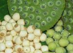 Lotus seed Extract 10:1 TLC Stand against insomnia, 100% natural ingredients or