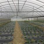 High Tunnel Pe Film Multi Span Greenhouse Automatic Control Agriculture