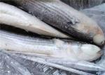 1000g 1500g Seafood BQF Freezing Grey Mullet Fish