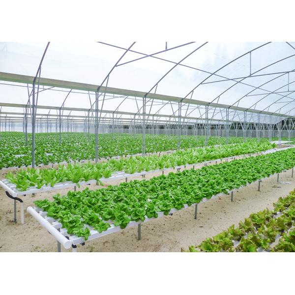 Commercial NFT Single Hydroponic System Growing Vegetable with Film Cover