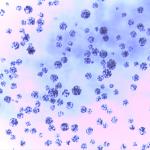 5 mL Magnetic Agarose Beads For Protein Purification 30 - 150 μm 20% Volume