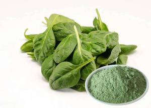 China Healthy Food Spinach Extract Powder Smooth Texture With Anti Aging wholesale