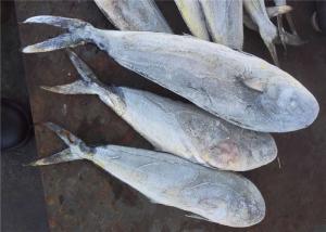 China Seafood Frozen Mahi Mahi wholesale