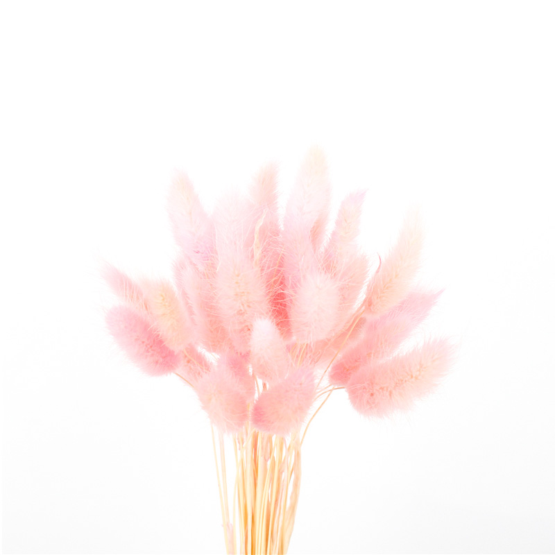 100% Natural Dried Rabbit Tail Grass , Pretty Dried Flowers Keep Freshness