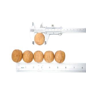China Xinjiang organic walnuts that meet international import standards are sold wholesale wholesale