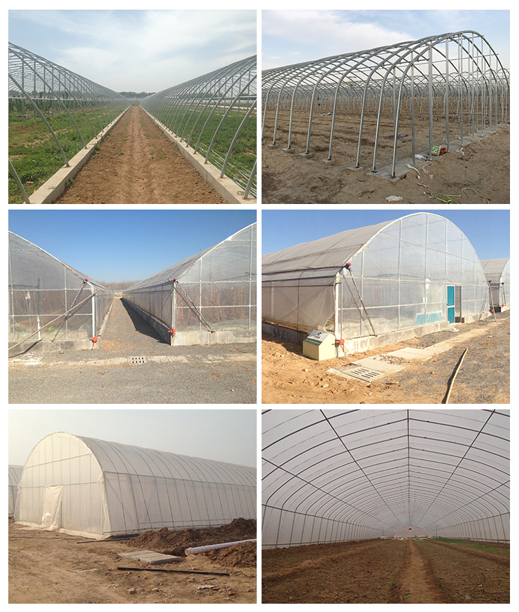 High Tunnel Agricultural Greenhouse for Tomato Cultivation Single Layer Film Cover