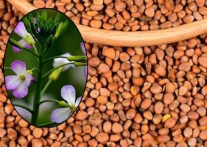 China Semen Raphani Healthy Edible Oil Contains 86.16% Unsaturated Fatty Acids wholesale