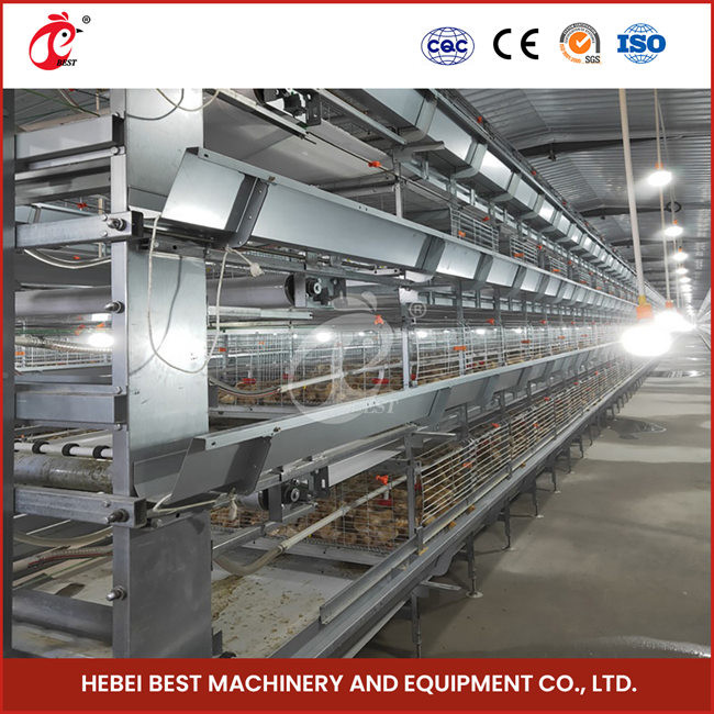 Automated Pullet Baby Battery Chick Brooder Cage For Day Old Layer Grower Chicks Rose