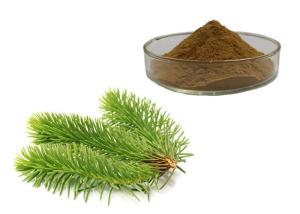 China Pine Leaves Herbal Extract Powder wholesale