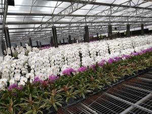 China Flower Multi Span Greenhouse / Venlo Style Greenhouse Cover Material Polycarbonate Sheet wholesale