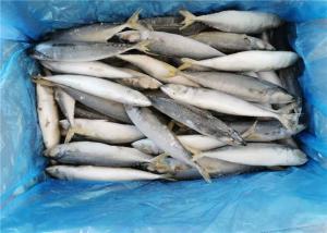 China IQF Fish 110g 130g Fresh Frozen Mackerel For Hotel wholesale